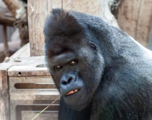 Morning rage gorilla