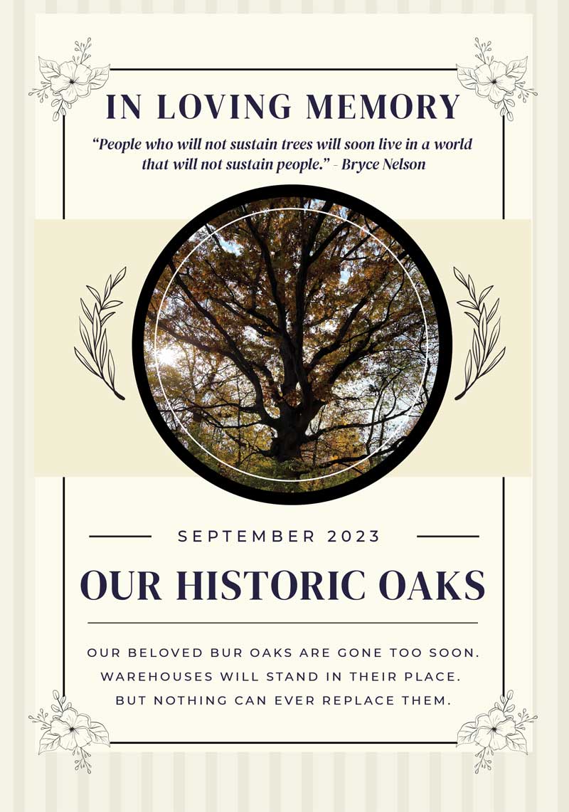 In memory of Geneva, Illinois bur oaks